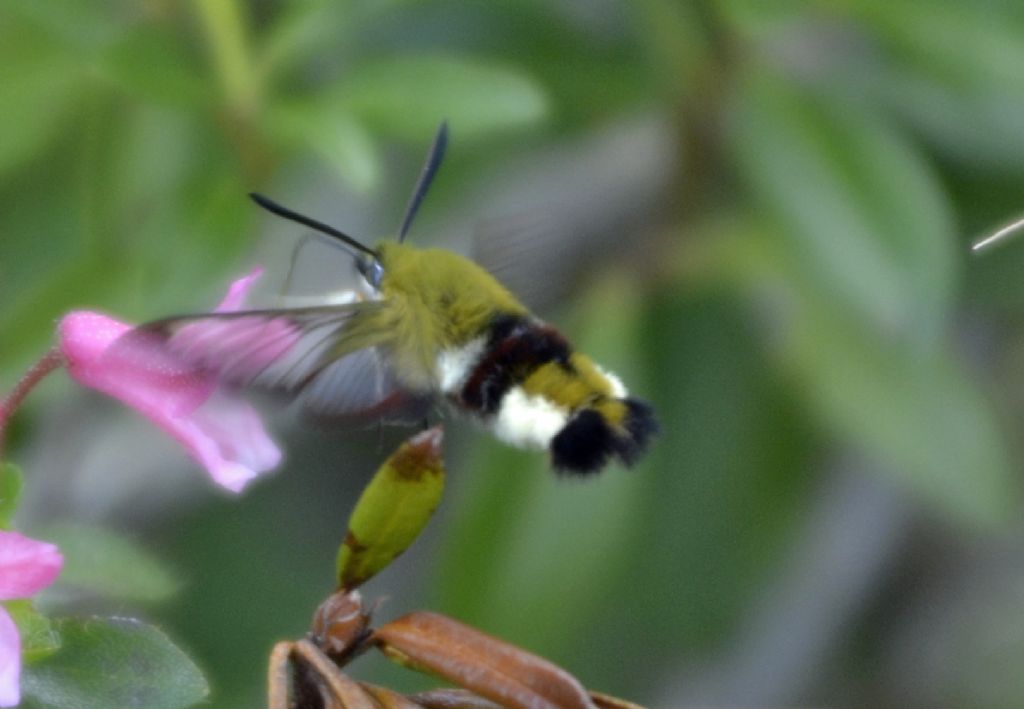 Hemaris fuciformis